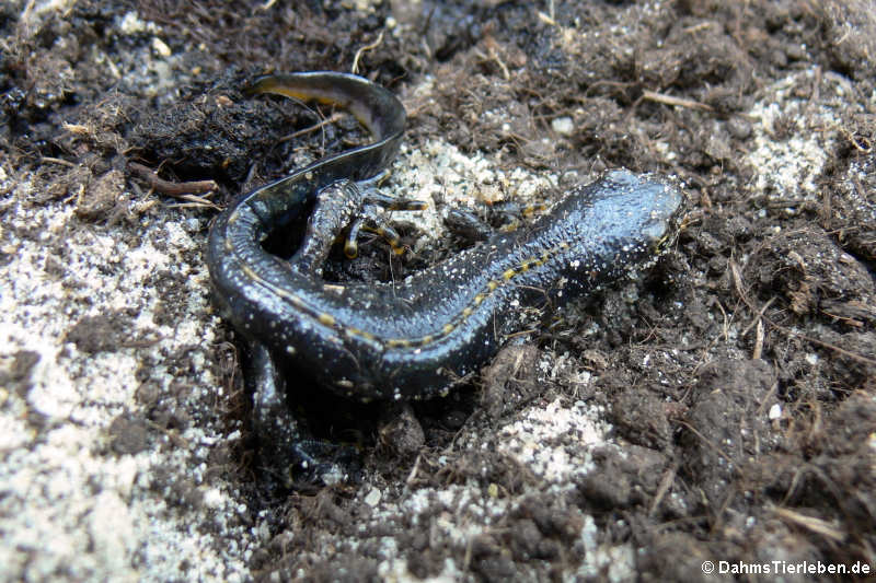 Mesotriton alpestris-1