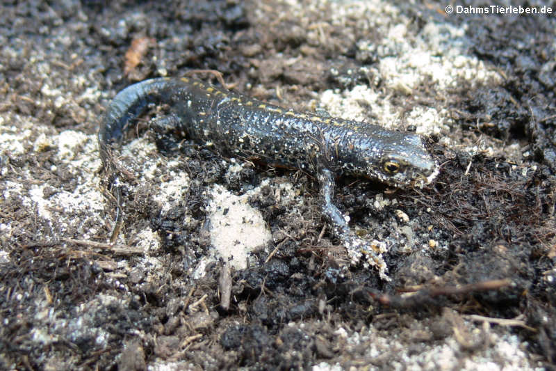 Mesotriton alpestris-2