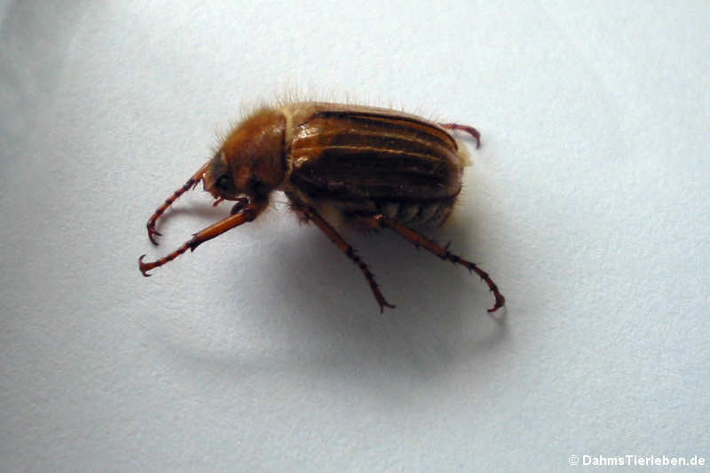 Amphimallon solstitiale-1