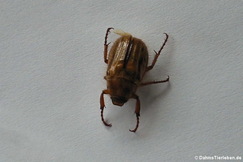 Amphimallon solstitiale-1