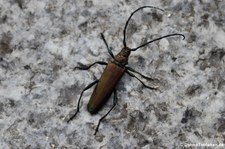 Moschusbock (Aromia moschata) im Garten