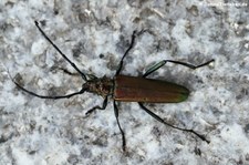 Moschusbock (Aromia moschata) im Garten