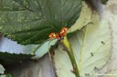 Coccinella septempunctata