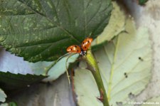 Siebenpunkt-Marienkäfer (Coccinella septempunctata) im Garten