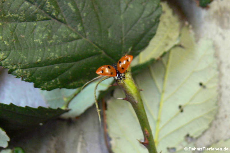 Coccinella septempunctata