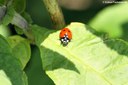 Coccinella septempunctata