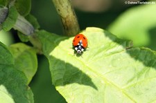 Siebenpunkt-Marienkäfer (Coccinella septempunctata) im Garten