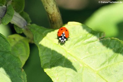 Siebenpunkt-Marienkäfer (Coccinella septempunctata)