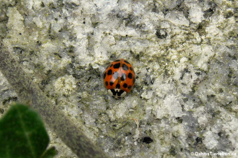 Harmonia axyridis