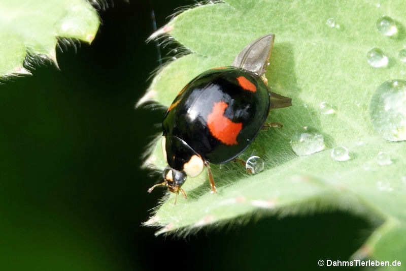 Harmonia axyridis-3