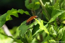 Rothalsbock (Stictoleptura rubra) im Garten