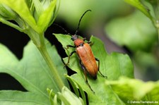 Rothalsbock (Stictoleptura rubra) im Garten