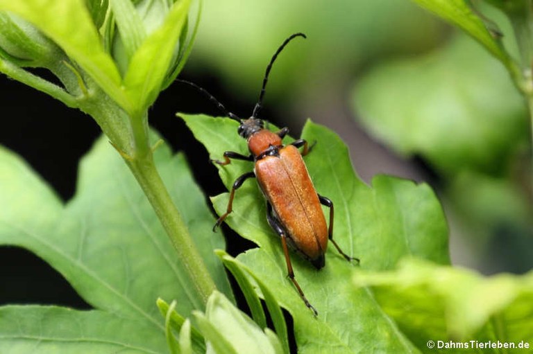 Stictoleptura rubra