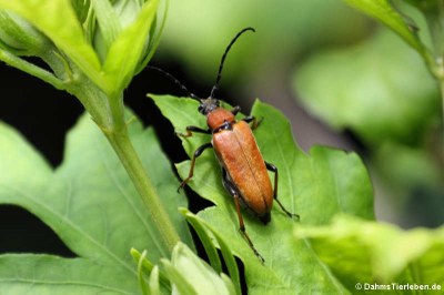 Rothalsbock (Stictoleptura rubra)