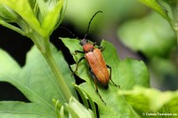 Rothalsbock (Stictoleptura rubra)