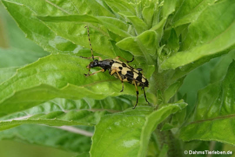 Rutpela maculata-2