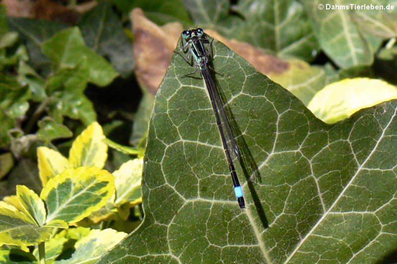 Ischnura elegans