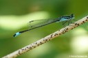 Ischnura elegans