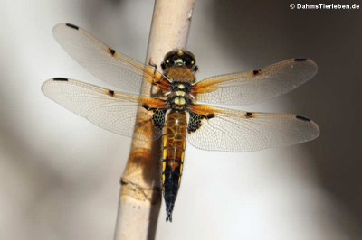 Vierfleck (Libellula quadrimaculata) 