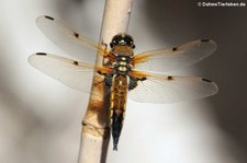 Vierfleck (Libellula quadrimaculata) im Garten