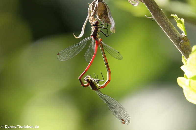 Pyrrhosoma nymphula