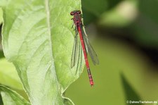 Frühe Adonislibelle (Pyrrhosoma nymphula) im Garten