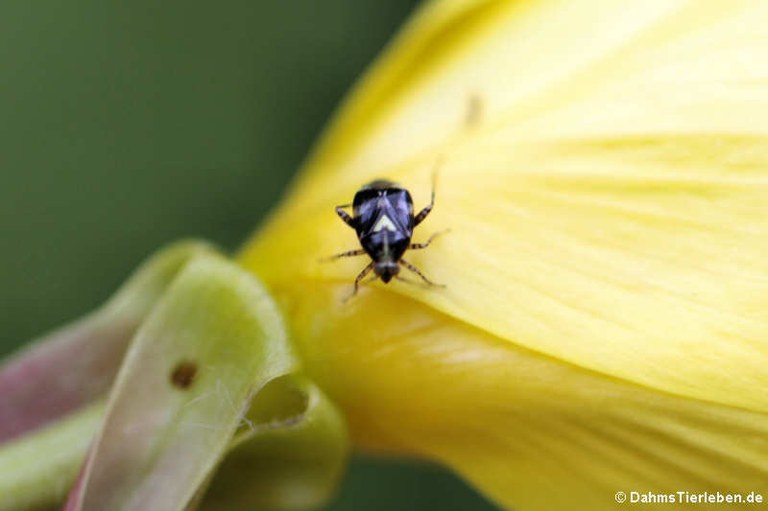 Liocoris tripustulatus