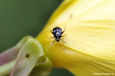 Gepunktete Nesselwanze (Liocoris tripustulatus) im Garten