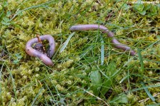Regenwürmer (Lumbricus terrestris) im Garten