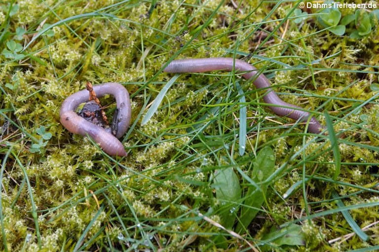 Lumbricus terrestris