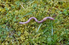 Regenwurm (Lumbricus terrestris) im Garten