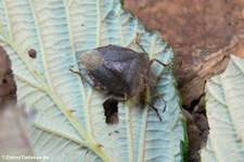 Grüne Stinkwanze (Palomena prasina) im Garten