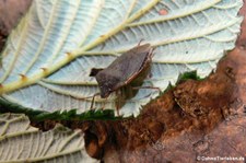 Grüne Stinkwanze (Palomena prasina) im Garten