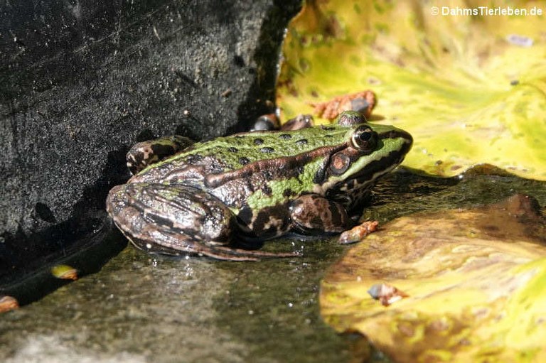 Pelophylax esculentus