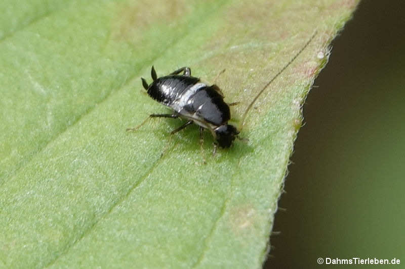 Planuncus tingitanus-1