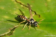 Polistes dominula-2