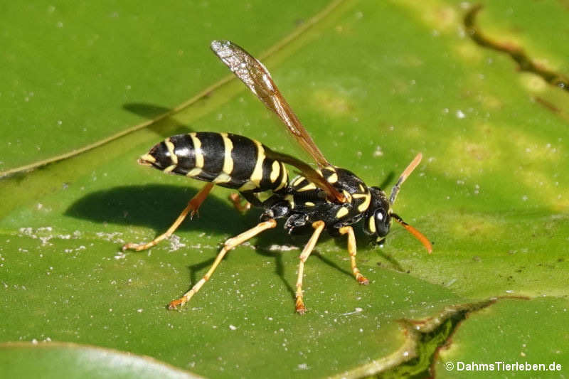 Polistes dominula-3