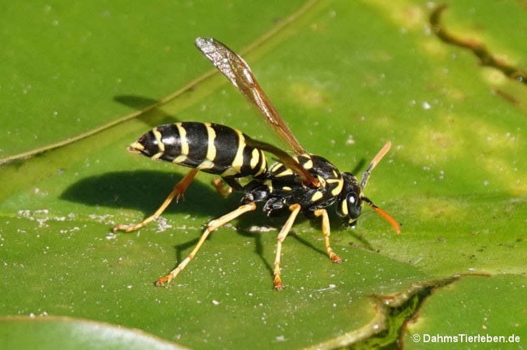 Polistes dominula