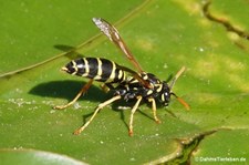 Polistes dominula-3