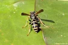 Gallische Feldwespe oder Haus-Feldwespe (Polistes dominula) im Garten