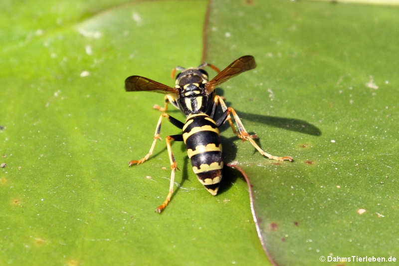 Gallische Feldwespe oder Haus-Feldwespe (Polistes dominula)