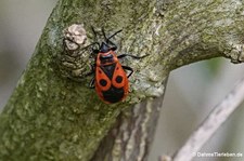 Gemeine Feuerwanzen (Pyrrhocoris apterus) im Garten