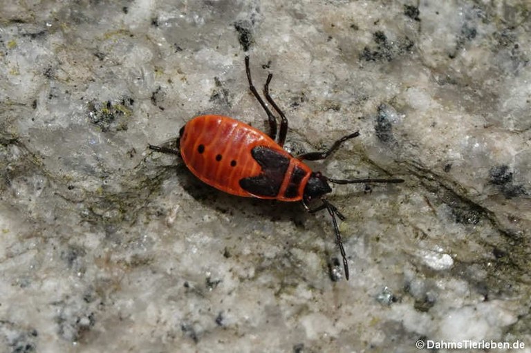 Pyrrhocoris apterus