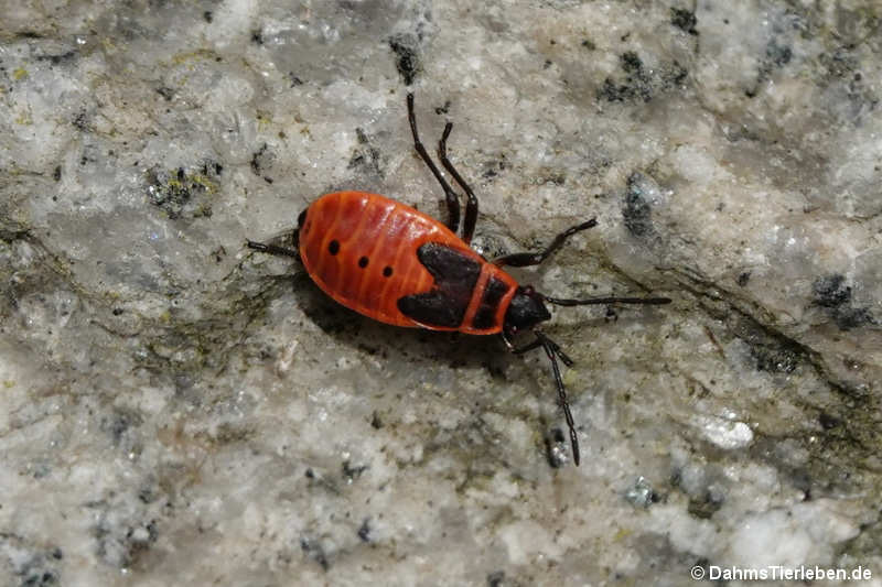 Pyrrhocoris apterus-2
