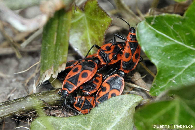 Pyrrhocoris apterus