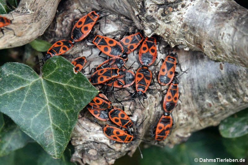 Gemeine Feuerwanzen Pyrrhocoris apterus-1