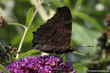 Tagpfauenauge (Aglais io) im Garten