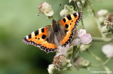 Kleiner Fuchs (Aglais urticae) im Garten