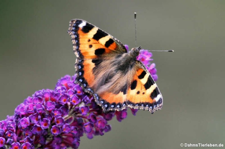 Aglais urticae