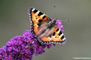 Aglais urticae